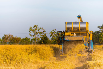 During November in Isan, Thailand Farmers are using combine harvesters. Harvest jasmine rice to...