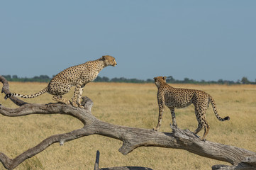 Cheetah brothers in Savuti Marsh within Chobe National Park, Botswana, Africa