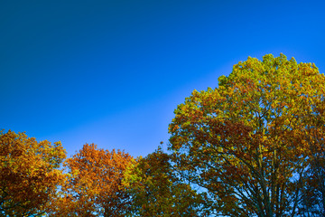 yellow tree in autumn