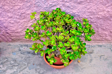 Lovely example of Crassula ovata (English: jade plant or money plant) potted, in natural light on a balcony.