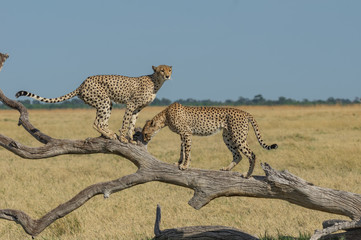 Cheetah brothers in Savuti Marsh within Chobe National Park, Botswana, Africa