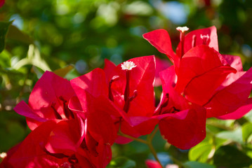 red flowers