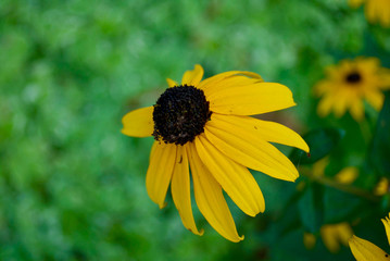 Black eyed susan