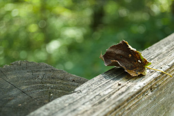 leaf on railing