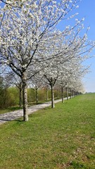 Obraz premium apple orchard in spring