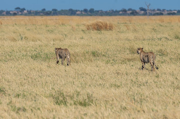 Fototapeta na wymiar Cheetah brothers in Savuti Marsh within Chobe National Park, Botswana, Africa