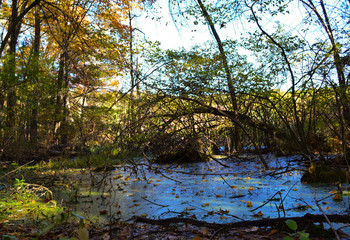 Pond in the Woods