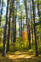 Fototapeta premium Fall Trees
