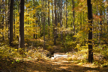 Yellow Hike