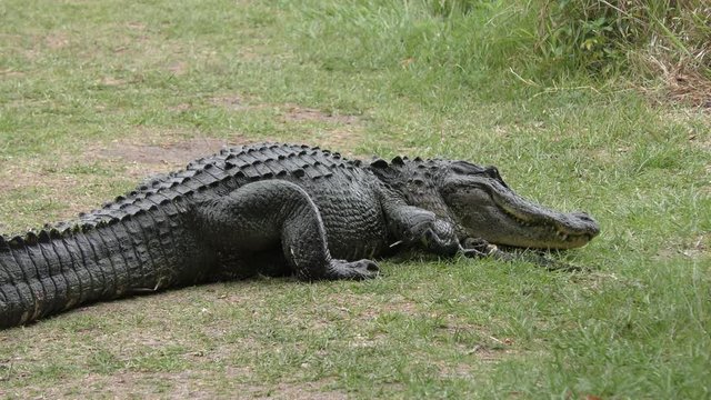 mother alligator protecting her baby. Clip pack collection
