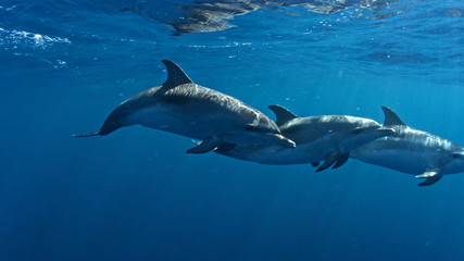 Obraz na płótnie Canvas dolphins in sea
