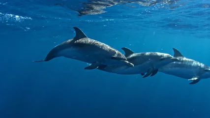 Fotobehang dolphins in sea © А Васильев
