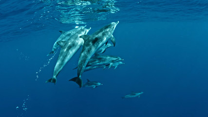 Fototapeta premium sharks in the sea
