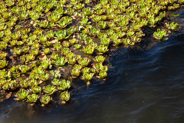  Green vegetation in a Caririr lagoon