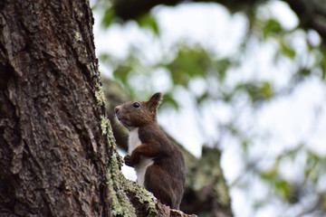 少し不安げに立つエゾリス