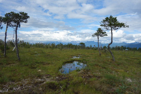 landscape with trees and clouds and pond in alaska