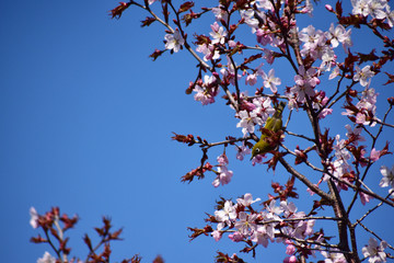 桜の花にメジロ