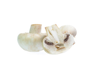 Mushroom champignon isolated on white background