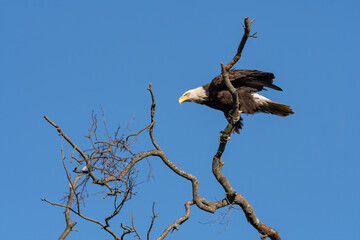 An American Bald Eagle perched in a tree against a blue sky.
