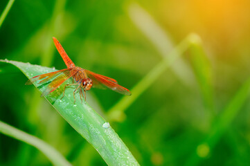 dragonfly on a green leaf
