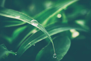 water drops on green grass, nature background