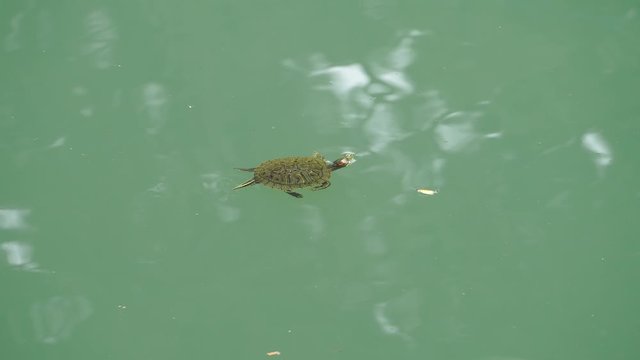 A baby turtle gently swimming away in the calm green water.