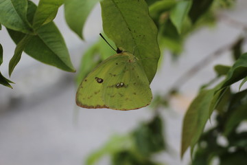 yellow butterfly