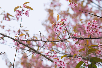 Beautiful cherry blossom or sakura in spring time over  sky