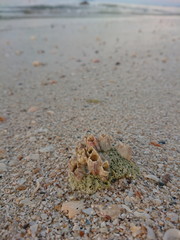 Shells like reef sand on the beach life of sea 