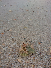 Fototapeta na wymiar Shells like reef sand on the beach life of sea 