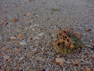 Shells like reef sand on the beach life of sea 