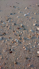 Shells sand on the beach life of sea 