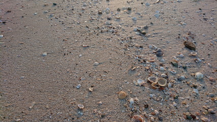 Shells sand on the beach life of sea 