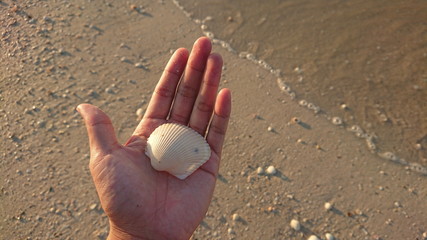 Beautiful seashells in a hand at the Thailand sea