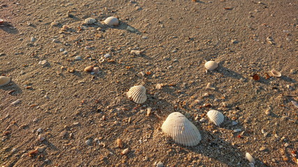 Fototapeta na wymiar Shells sand on the beach life of sea 