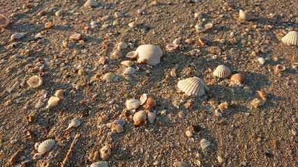 Shells sand on the beach life of sea 