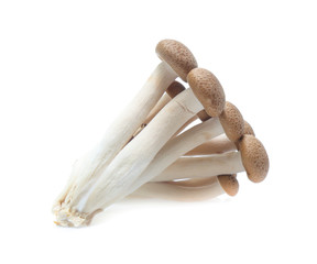brown beech mushroom or Shimeji mushroom on white background