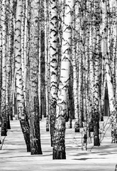 Poster Snowy birch forest landscape, black and white photo. © Prikhodko
