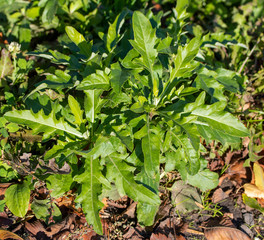 Green shrub early spring, nature.