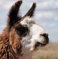 Close up portrait of a two toned adult Llama female in her prime.