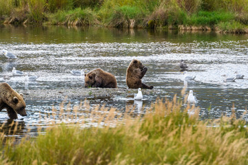 Brown bear family, mother and two cubs, on the Brooks River, Katmai National Park, Alaska, USA