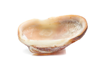 Sea shell  isolated on white background