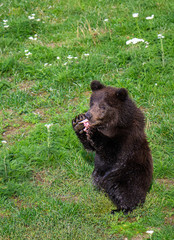 Brown bear cub standing on hind feet chewing on a piece of salmon, Katmai National Park, Alaska, USA