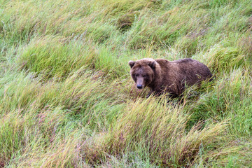Brown bear walking in marsh grasses next to Brooks River, Katmai National Park, Alaska, USA