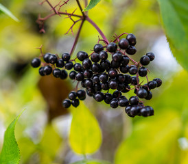 Branch of chokeberry berries, nature.