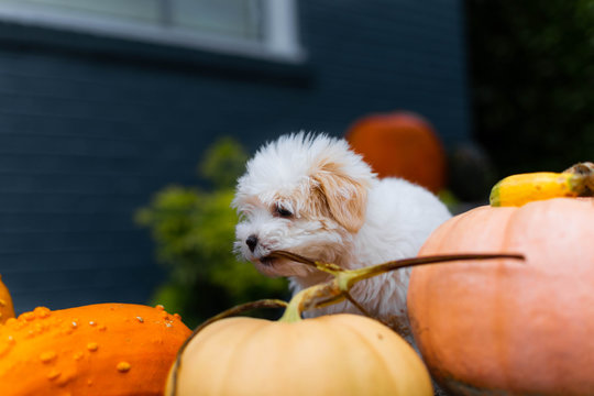 puppy chewing on pumpkin stem