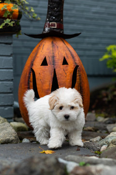 puppy standing in front of metal pumpkin decoration