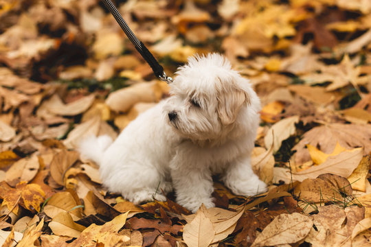 puppy coton de tulear on fall leaves