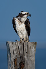 A female Osprey perched on a piling.