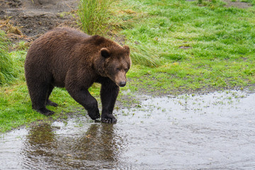 Obraz na płótnie Canvas Brown bear on the edge of Brooks River looking for salmon, Katmai National Park, Alaska, USA